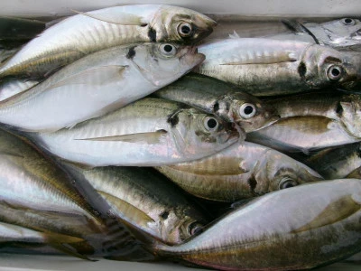 一郎丸の2025年10月14日(火)4枚目の写真