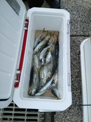 美喜丸の2025年9月27日(土)1枚目の写真