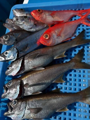 船宿　秋田屋の2025年10月17日(金)1枚目の写真