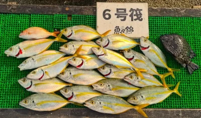 三重外湾漁協 錦事業所直営 釣り筏の2025年10月19日(日)1枚目の写真