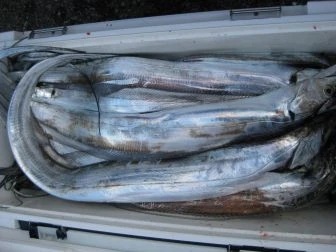 第二福徳丸の2025年10月18日(土)3枚目の写真