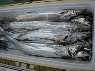 第二福徳丸の2025年10月19日(日)3枚目の写真