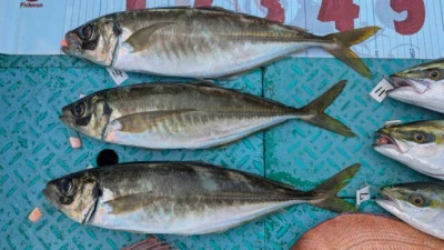 優誠丸の2025年10月18日(土)2枚目の写真