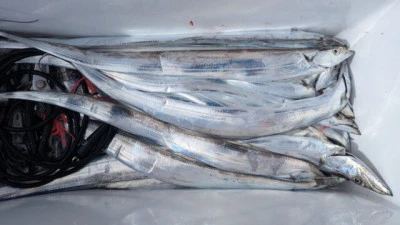 優誠丸の2025年10月19日(日)2枚目の写真