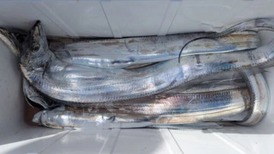 優誠丸の2025年10月20日(月)1枚目の写真