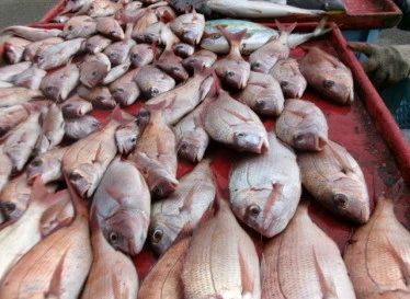 奥村釣船の2025年10月21日(火)4枚目の写真