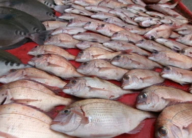 奥村釣船の2025年10月21日(火)5枚目の写真