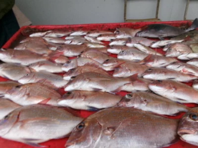 奥村釣船の2025年10月22日(水)3枚目の写真