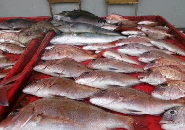 奥村釣船の2025年10月22日(水)4枚目の写真