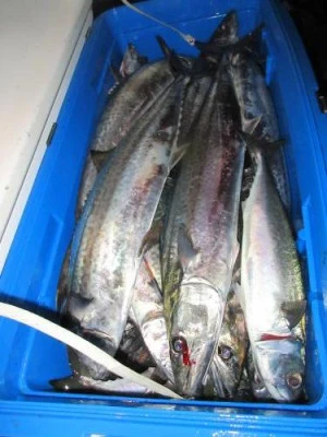 鈴木釣具店の2025年10月1日(水)1枚目の写真