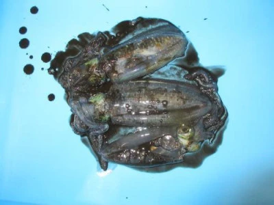 鈴木釣具店の2025年10月1日(水)2枚目の写真