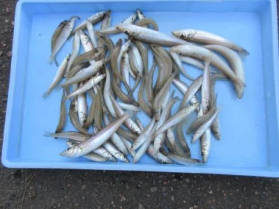 鈴木釣具店の2025年10月2日(木)3枚目の写真