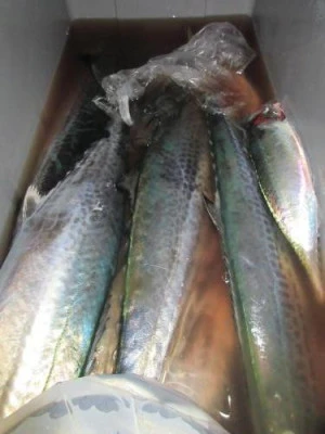 鈴木釣具店の2025年10月3日(金)2枚目の写真