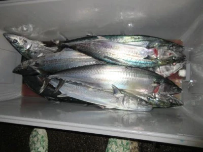 鈴木釣具店の2025年10月3日(金)3枚目の写真