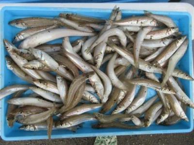 鈴木釣具店の2025年10月4日(土)1枚目の写真