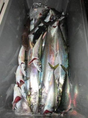 鈴木釣具店の2025年10月11日(土)3枚目の写真