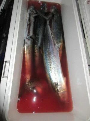 鈴木釣具店の2025年10月14日(火)2枚目の写真