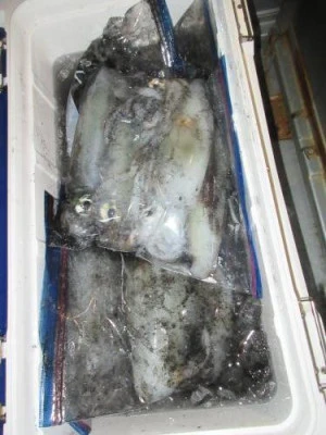 鈴木釣具店の2025年10月21日(火)1枚目の写真