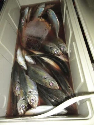 鈴木釣具店の2025年10月23日(木)1枚目の写真