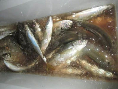 鈴木釣具店の2025年10月23日(木)2枚目の写真