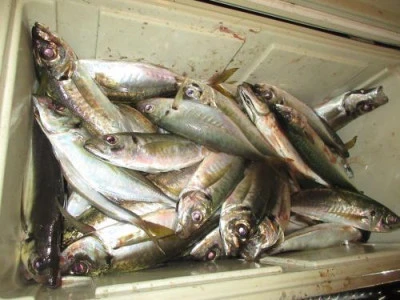 鈴木釣具店の2025年10月23日(木)3枚目の写真