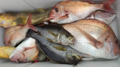 海洋丸の2025年10月26日(日)1枚目の写真