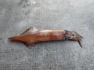 博栄丸の2025年10月29日(水)2枚目の写真