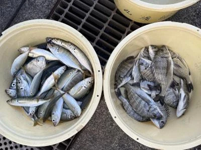 金丸渡船の2025年10月29日(水)1枚目の写真