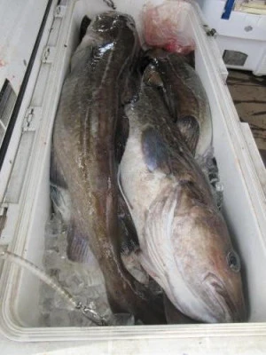 鈴木釣具店の2025年10月25日(土)1枚目の写真