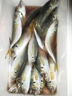 鈴木釣具店の2025年10月25日(土)3枚目の写真