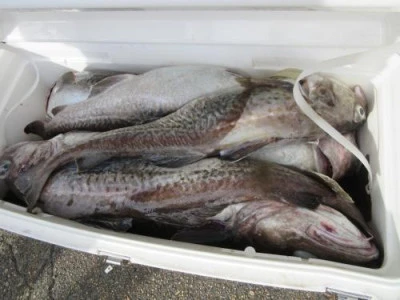 鈴木釣具店の2025年10月25日(土)4枚目の写真