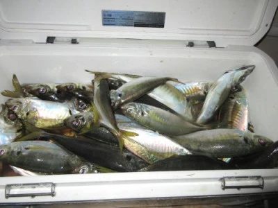 鈴木釣具店の2025年10月25日(土)5枚目の写真