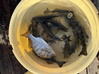 金丸渡船の2025年10月30日(木)2枚目の写真