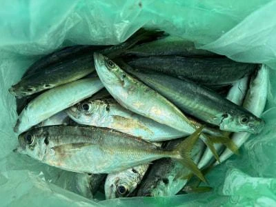 金丸渡船の2025年10月30日(木)3枚目の写真