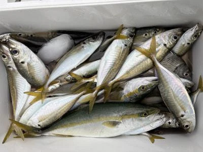 金丸渡船の2025年10月31日(金)1枚目の写真