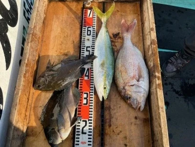 とせん丸の2025年11月1日(土)2枚目の写真