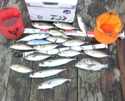 新崎釣りイカダ組合の2025年11月1日(土)1枚目の写真