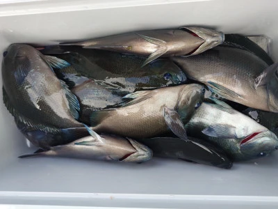 清家渡船の2025年11月2日(日)3枚目の写真