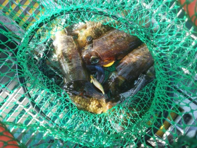 宮津市海洋つり場の2025年11月2日(日)5枚目の写真