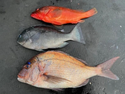 とせん丸の2025年11月2日(日)1枚目の写真