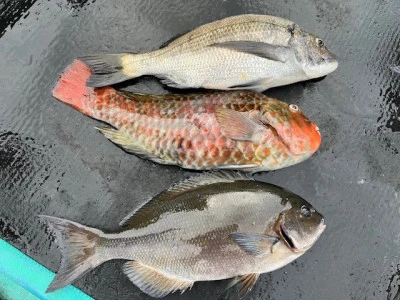 とせん丸の2025年11月2日(日)2枚目の写真