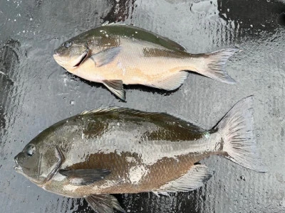 とせん丸の2025年11月2日(日)3枚目の写真