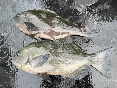 とせん丸の2025年11月2日(日)4枚目の写真