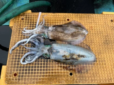 とせん丸の2025年11月2日(日)5枚目の写真