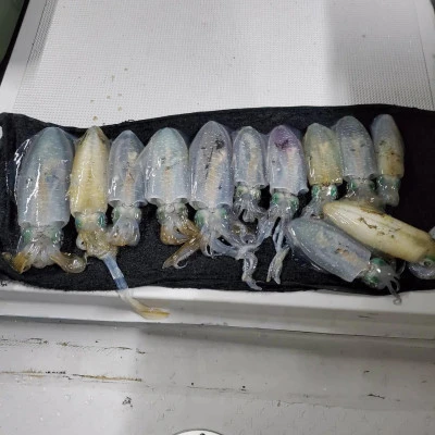 小川釣具（彗星マリン）の2025年10月17日(金)1枚目の写真