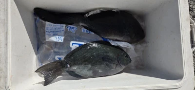 あづまや渡船の2025年10月28日(火)1枚目の写真