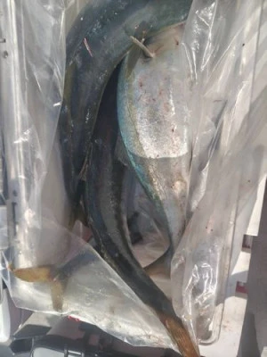 金盛丸の2025年10月30日(木)2枚目の写真