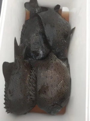 中山総合釣センター・海遊の2025年10月30日(木)2枚目の写真