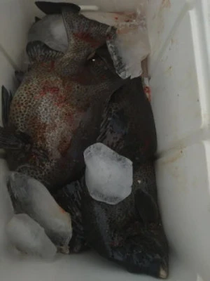 中山総合釣センター・海遊の2025年10月30日(木)3枚目の写真