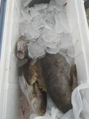 中山総合釣センター・海遊の2025年10月30日(木)4枚目の写真